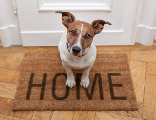 Tackling Pet Messes: A Guide to Pet-Friendly Cleaning in Yorktown, VA