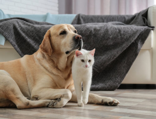 Why Yorktown Pet Owners Trust Pros for Odor and Fur Removal