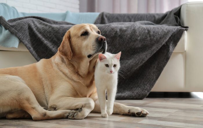 pet friendly cleaning