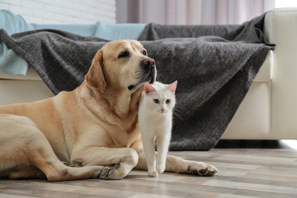 pet friendly cleaning